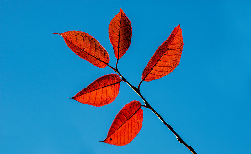 autumn leaf colors